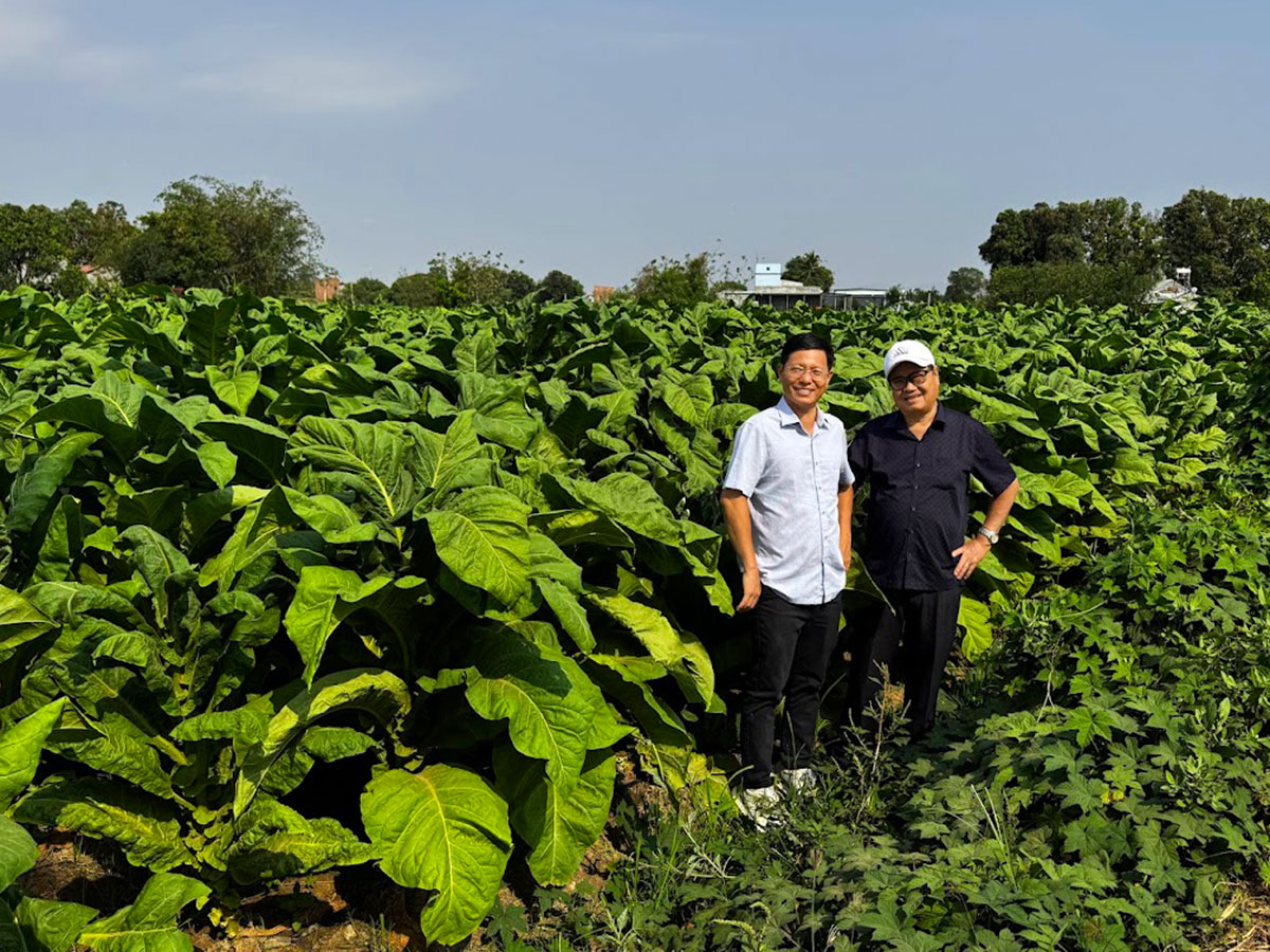 mibica-commodities-images-activities-tobacco