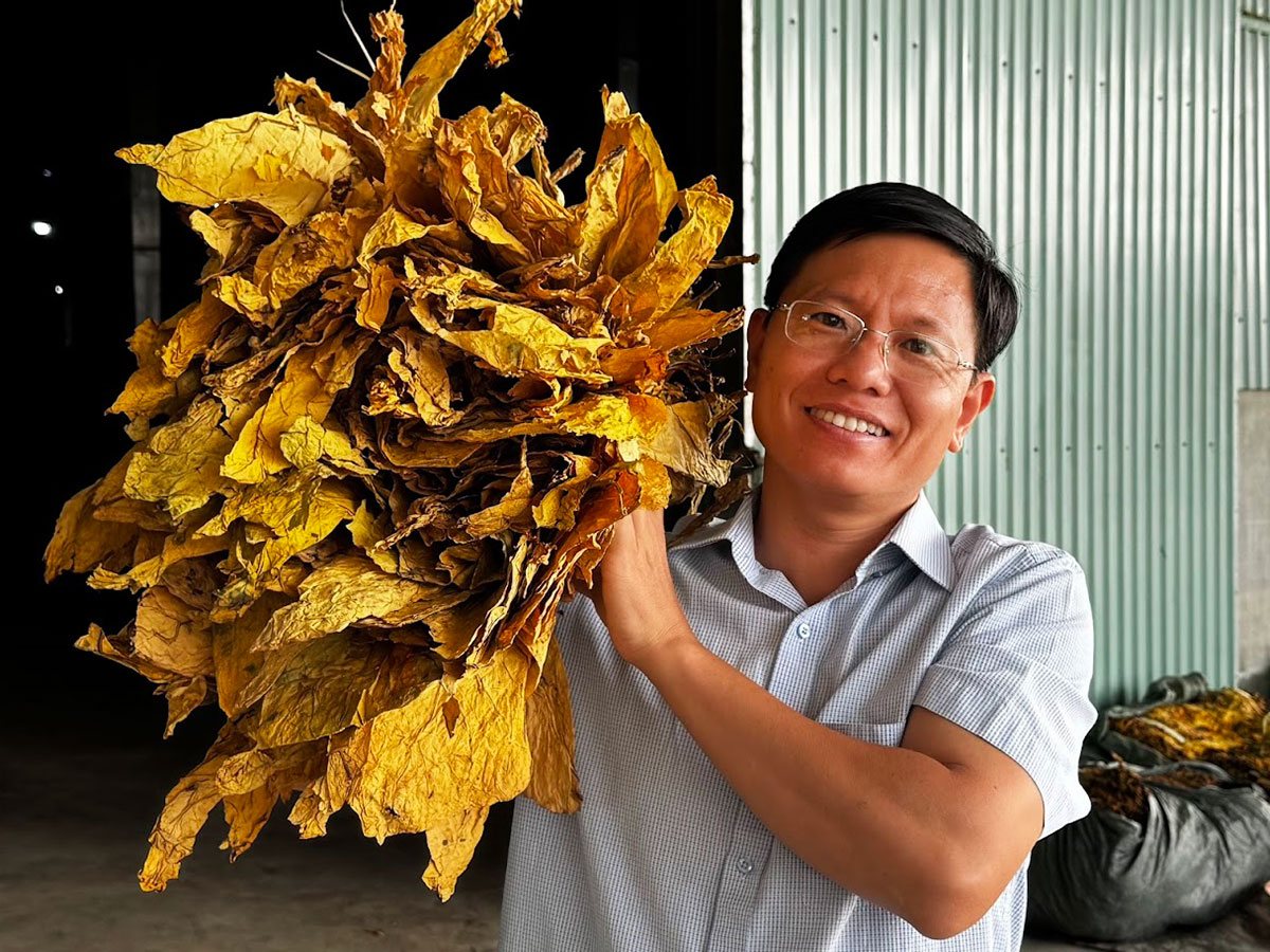 mibica-commodities-images-activities-tobacco