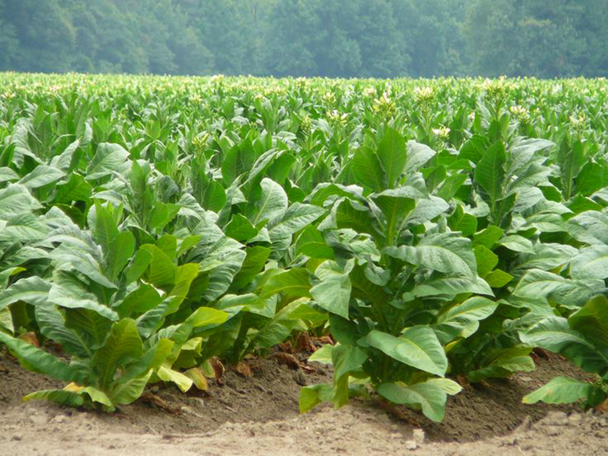 mibica-commodities-tobacco-product-image