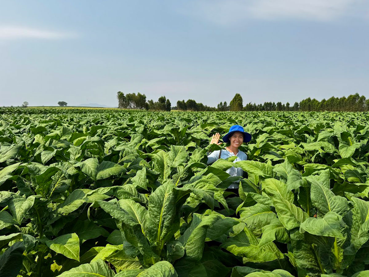 mibica-commodities-tobacco-product-image