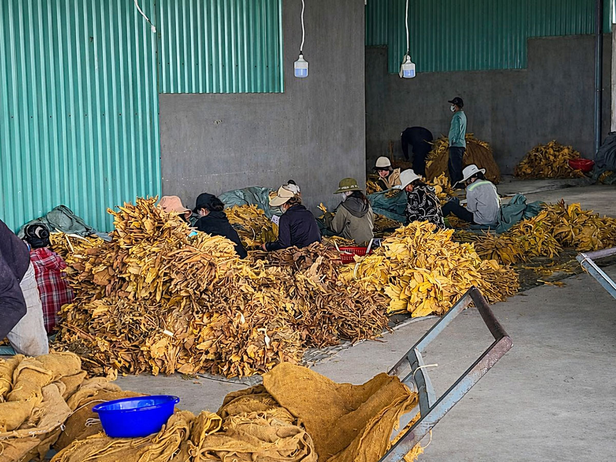 mibica-commodities-tobacco-product-image