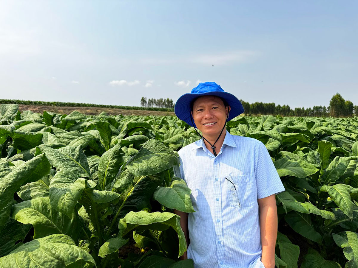 mibica-commodities-tobacco-product-image