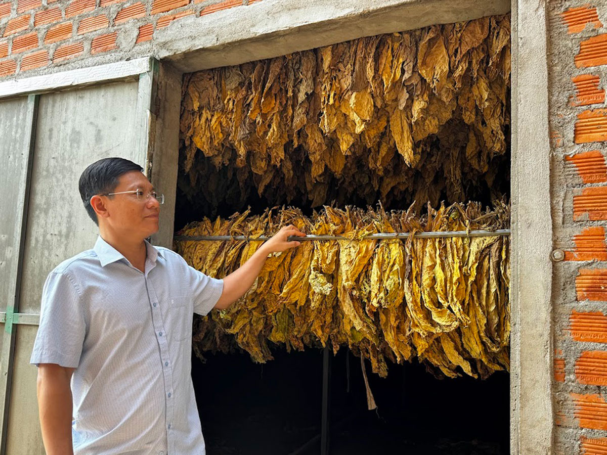 mibica-commodities-images-activities-tobacco