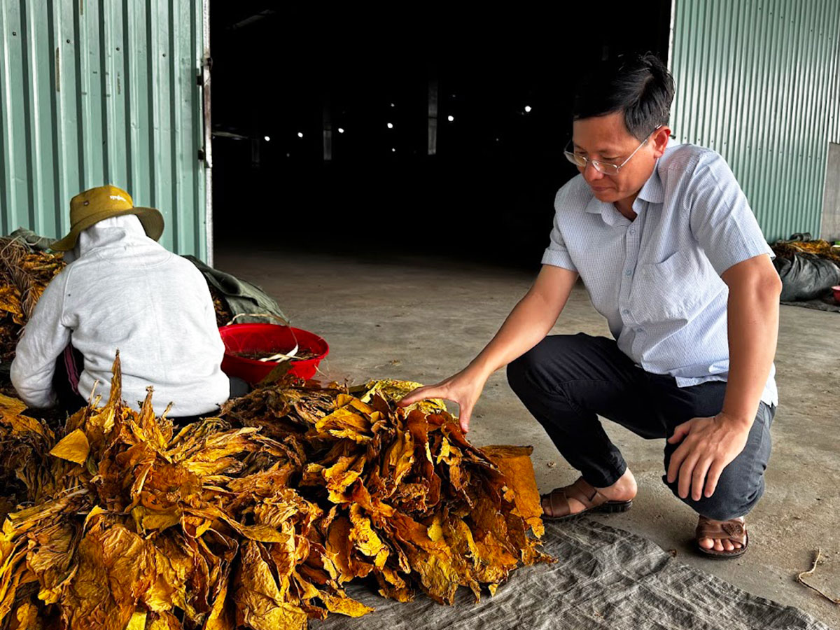 mibica-commodities-tobacco-product-image