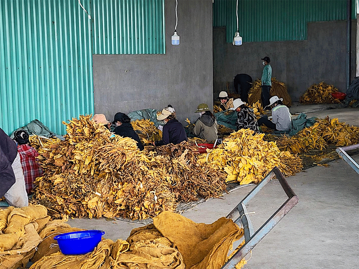 mibica-commodities-images-product-tobacco-06