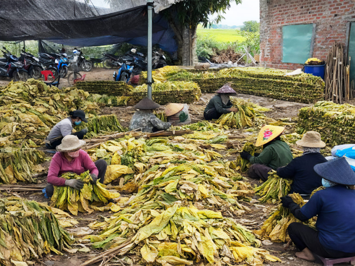 mibica-commodities-images-product-tobacco-10-1