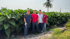 mibica-commodities-images-thumbnails-ayun-pa-harvest