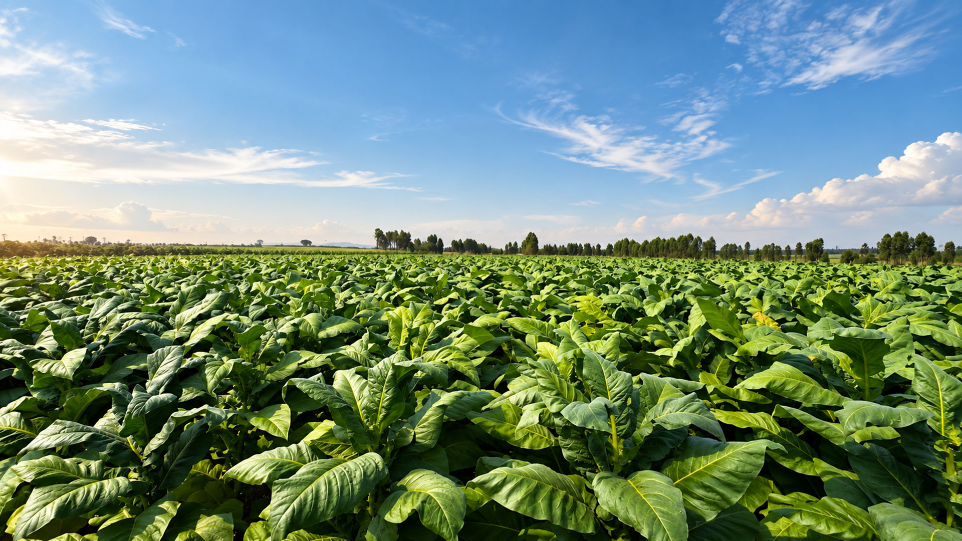 mibica-commodities-banner-tobacco-02